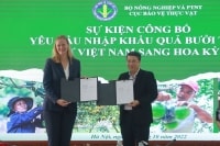 Lô bưởi da xanh đầu tiên xuất Mỹ