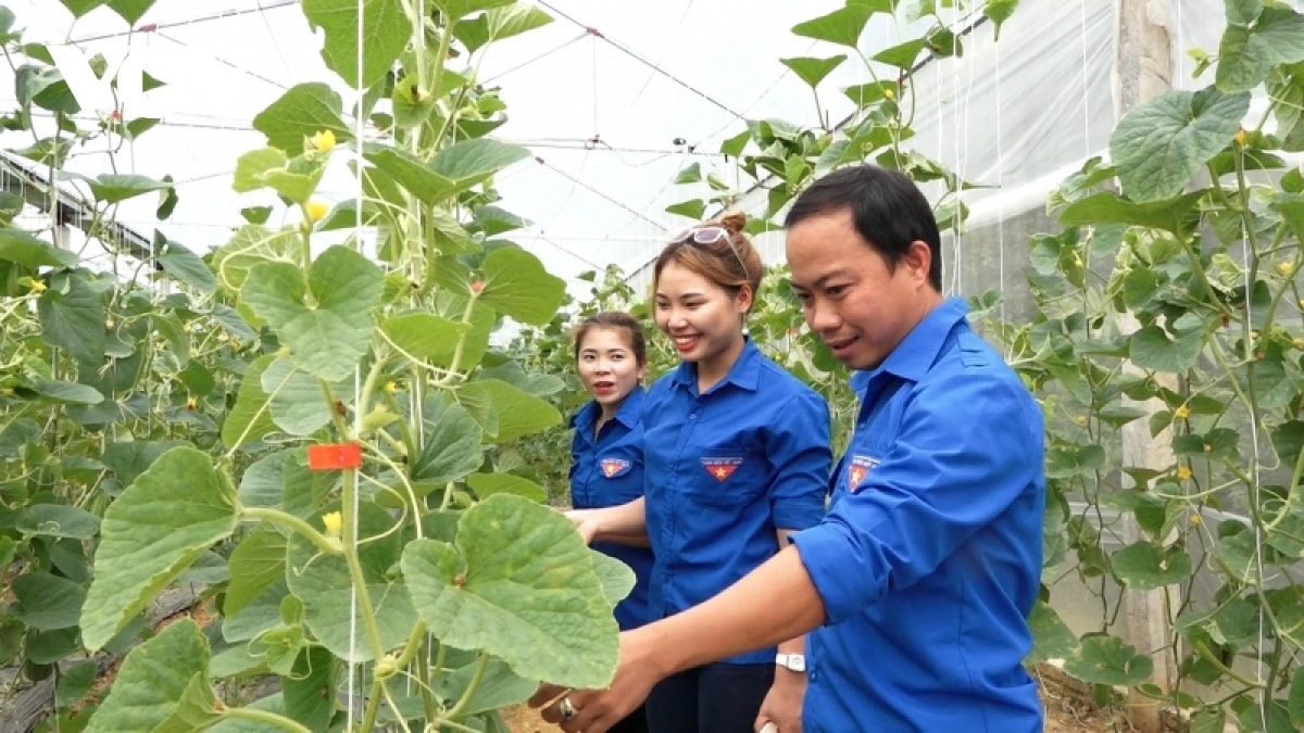 Mô hình của Lục Vân Anh góp phần cổ vũ phong trào thanh niên phát triển kinh tế trên địa bàn huyện Lục Yên.