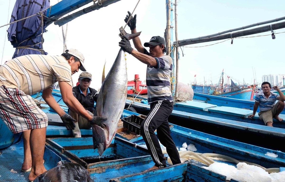 Nghề cá cần được số hóa để lưu trữ các số liệu, hỗ trợ quá trình gỡ thẻ vàng IUU