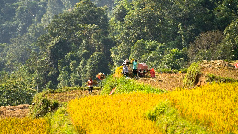 Mùa vàng bình yên của người dân Cao Bồ