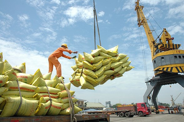 Gạo Việt Nam nâng cao vị thế trên thị trường quốc tế nhờ đột phá về chất lượng