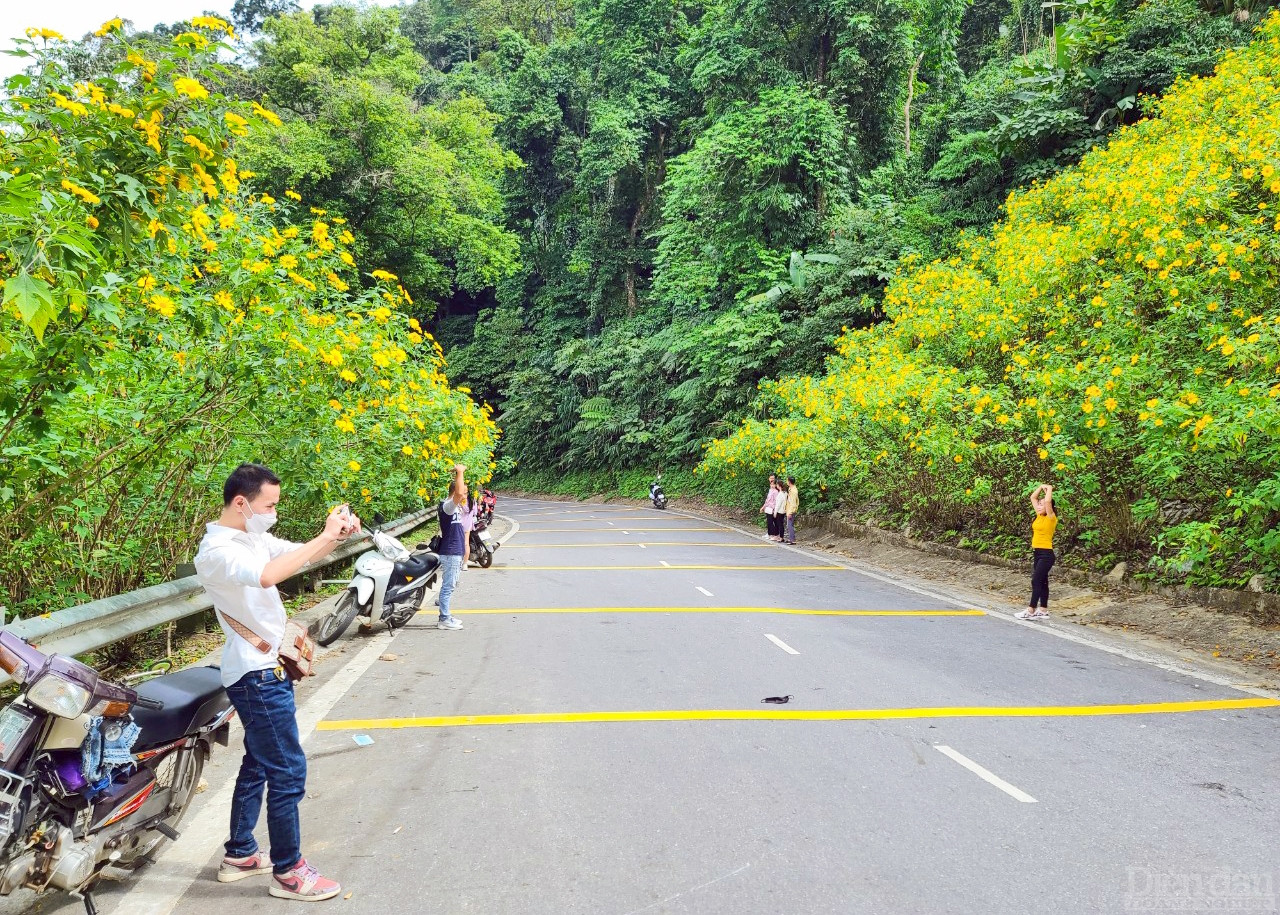 Vì hoa chỉ nở rộ khoảng hơn 2 tuần rồi tàn nên năm nào cũng vậy, cứ vào mùa hoa là ngày nào cũng tấp nập người đổ về Vườn Quốc gia Ba Vì chụp ảnh “check in”.