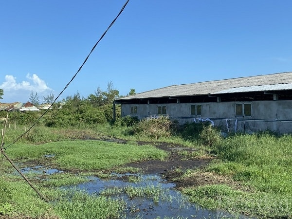 Các trang trại chăn nuôi tại phường Điện Dương đang gây ô nhiễm môi trường nghiêm trọng khiến các hộ dân sinh sống quanh khu vực bức xúc.