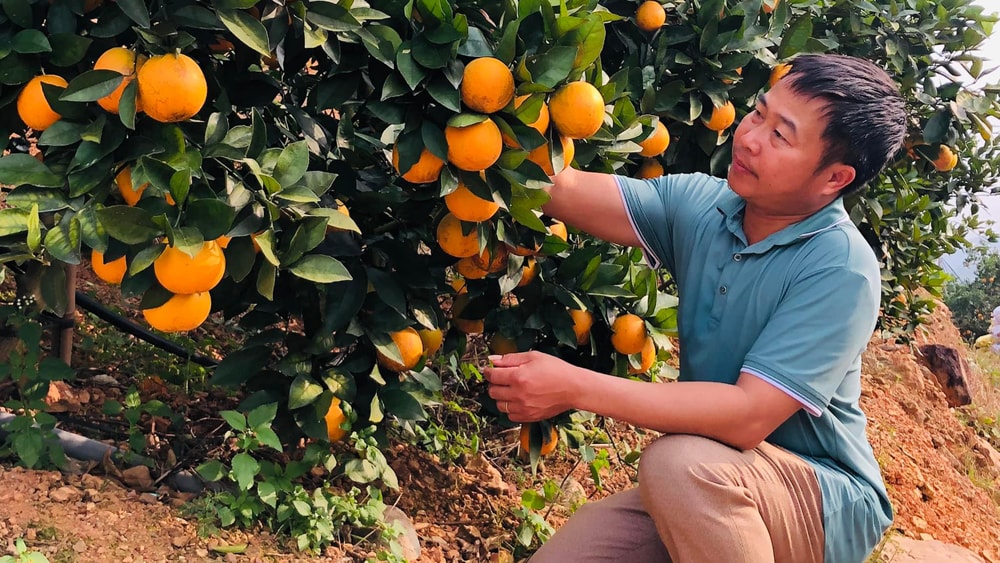 Nông dân thôn Đồng Quýt, xã Tân Mộc (Lục Ngạn) thu hoạch cam lòng vàng.