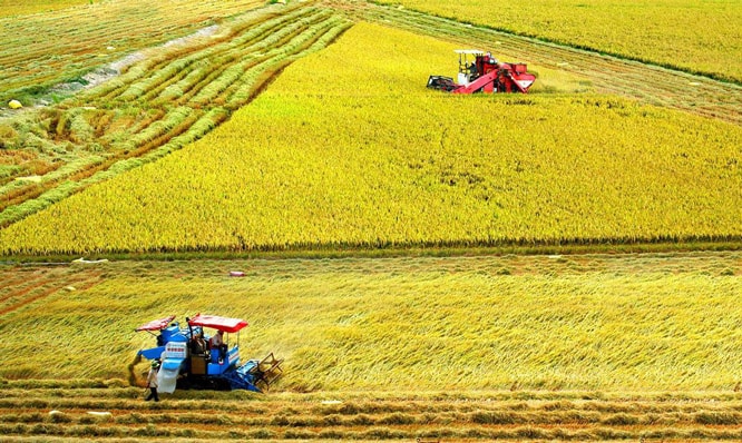 Đồng bằng sông Cửu Long đã khẳng định được vị thế là trung tâm sản xuất, xuất khẩu lúa, gạo hàng đầu cả nước.