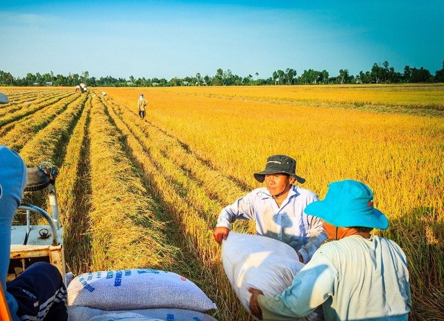 Năm 2023 - một năm thuận lợi cho ngành lúa gạo