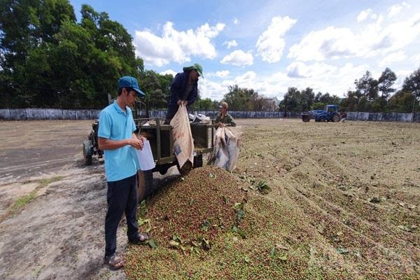 Công ty TNHH MTV cà phê Ia Châm mua cà phê cho người dân và công nhân.