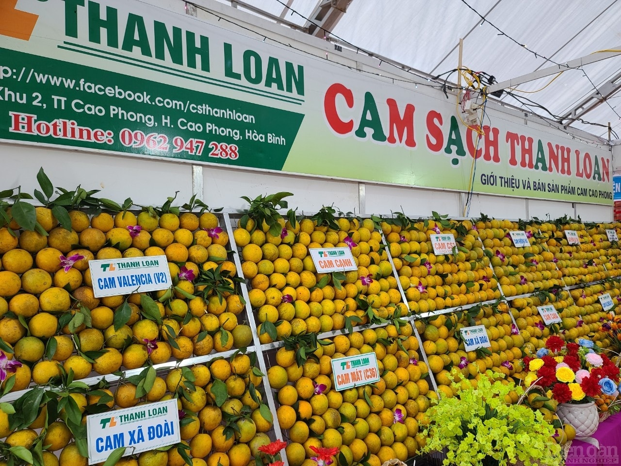 Cam sạch Thanh LOan