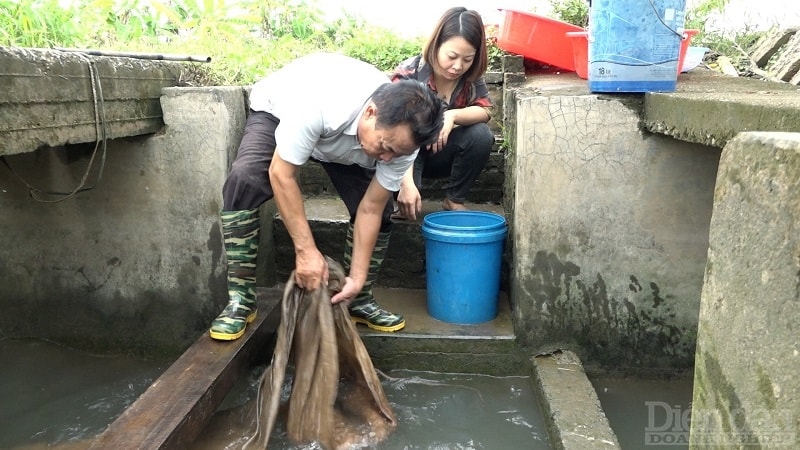 Toàn huyện Tứ Kỳ hiện có 257 ha sản xuất nông nghiệp hữu cơ kết hợp khai thác, bảo tồn đặc sản rươi, cáy tự nhiên