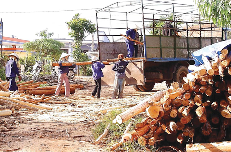 khó thực hiện với các doanh nghiệp mua nguyên liệu từ nhiều nguồn rừng trồng. 