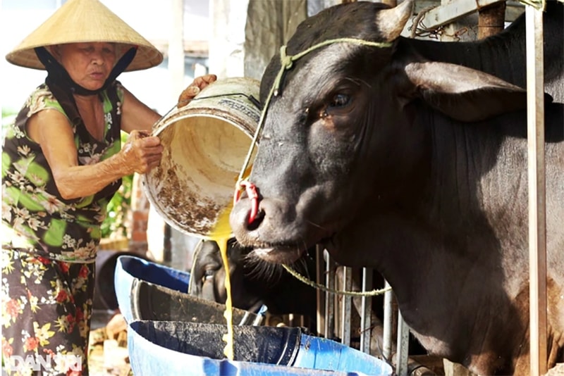 Ông Thành nuôi bò 3B để lấy phân cho trùn quế, đồng thời tạo thêm nguồn thu nhập (Ảnh: Ngô Linh).