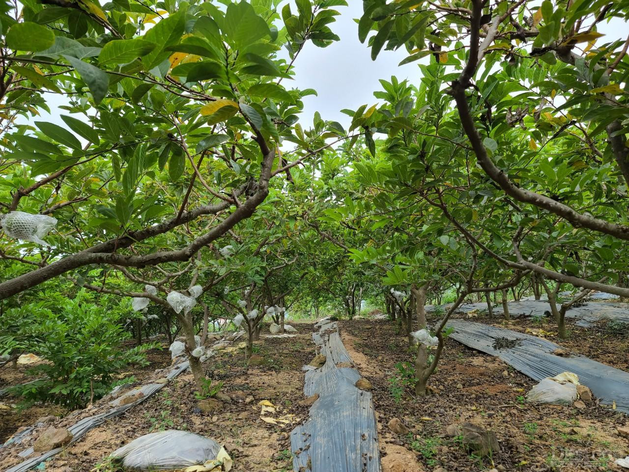 Hiện nay, diện tích trồng na trên địa bàn huyện Lục Nam khoảng 1.730 ha; trong đó, 850 ha sản xuất theo hướng VietGAP và đã có hơn 50 ha được cấp chứng nhận VietGAP.