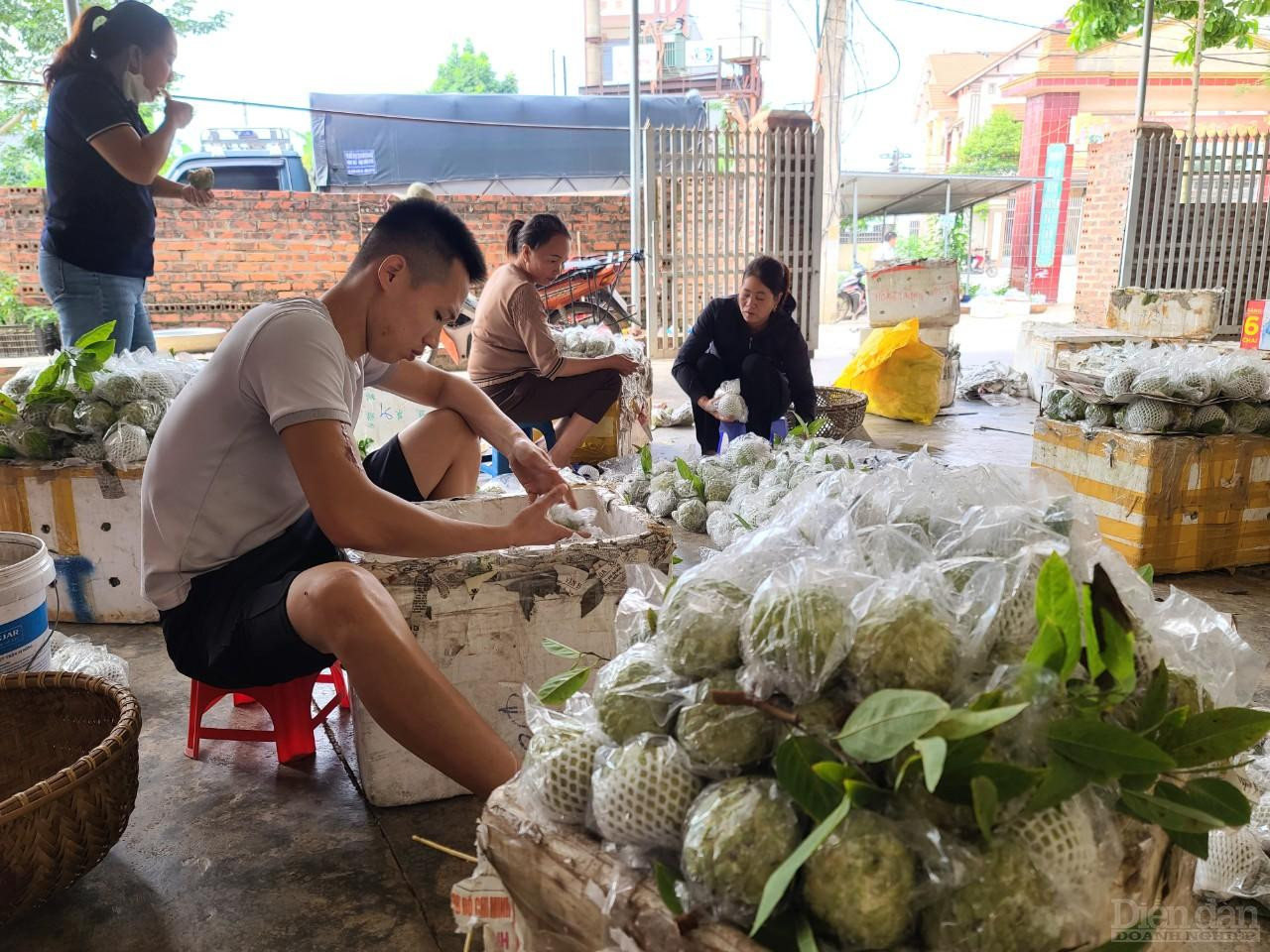 Thương hiệu na Lục Nam sẽ được “vươn xa” hơn nữa nếu có sự liên kết chặt chẽ, bài bản giữa người trồng na và doanh nghiệp