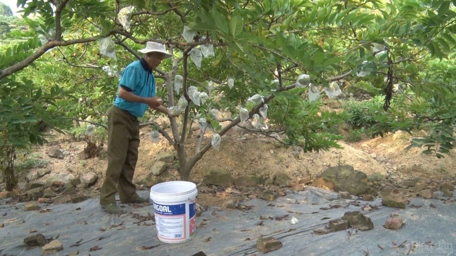 Ông Phương Minh Hiến, người dân trồng na xã Huyền Sơn cho biết, quả na Lục Nam có hương vị thơm ngon, ngọt mát, ít hạt, quả to đều, có vị ngọt khác so với na ở những địa phương khác nên nhiều người thích mua. Nhà ông có 1 ha trồng na, với khoảng 1.000 cây, mỗi vụ cho thu nhập khoảng hơn 200 triệu đồng. Mỗi năm, gia đình ông thu hoạch 2 vụ, với tổng thu nhập khoảng 400 triệu đồng.