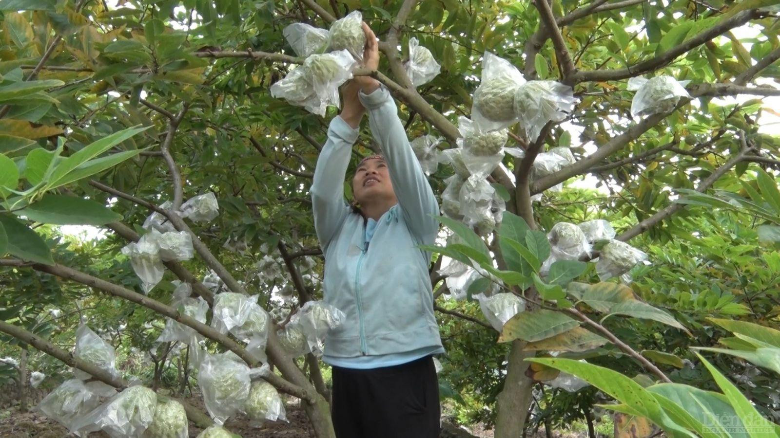 Để làm được điều này, từ tháng Giêng, người dân bắt đầu tỉa cành, kích thích cây ra hoa, đến khoảng tháng 6 sẽ cho thu hoạch vụ na đầu tiên. Song song với việc thu hoạch, để kích thích cây ra hoa đợt hai, người dân lại tiếp tục tỉa cành và bón chất dinh dưỡng phù hợp. Như vậy, đến khoảng tháng 11 sẽ được thu hoạch vụ na thứ hai. Với cách làm này, những khu vườn na đang thu hoạch sẽ xen lẫn với những vườn bắt đầu ra hoa. Đặc biệt, quả na ra trái vụ vẫn thơm ngon, chất lượng như na chính vụ, chị Trần Thị Lý – thành viên Hợp tác xã na Lục Nam cho hay.