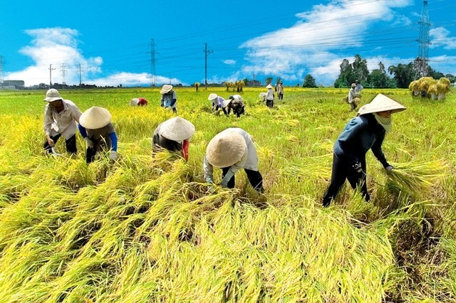 Dựa trên các chỉ số dữ liệu thời tiết, người nông dân có thể nhận được các khoản bồi thường lên tới 4.000.000 VND/ha.