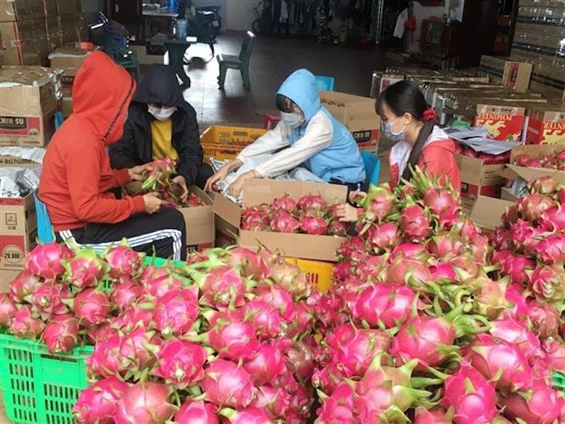 đề nghị chính quyền địa phương xây dựng kế hoạch phát triển mã số vùng trồng, cơ sở đóng gói, mô hình liên kết các bên sản xuất – thu mua.