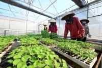 Vốn cho sản xuất kinh doanh