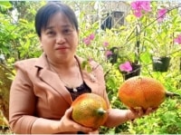 Dự án: Tận dụng thành phần của trái gấc để sản xuất các sản phẩm chức năng 
