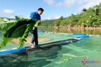 9X gác bằng thạc sĩ luật, về quê nuôi cá thu trăm triệu mỗi năm