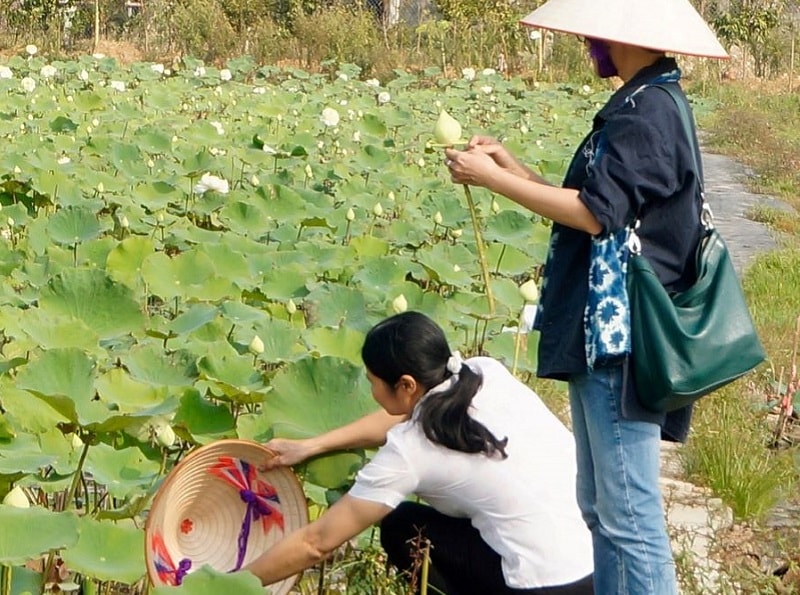 Du khách trải nghiệm tại Hoa sen Vân Đài