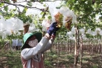 Chuỗi cung ứng ngắn 