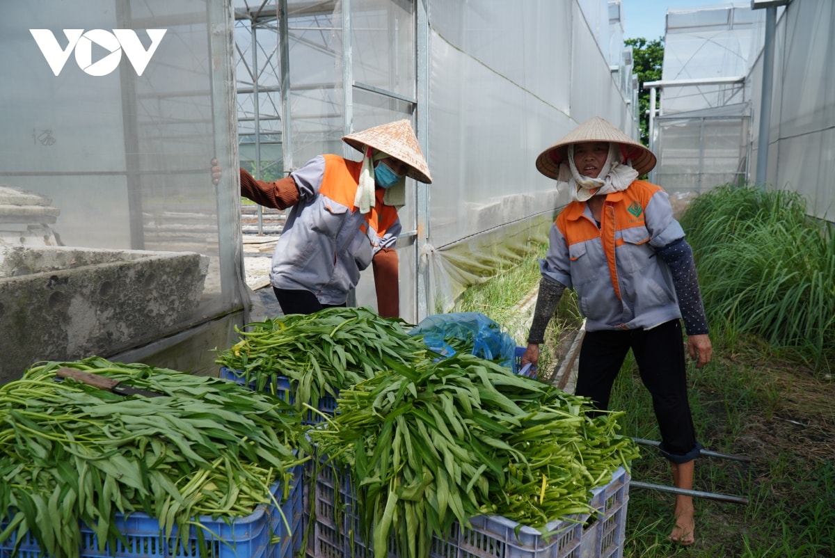 Rau muống được trồng thủy canh trên bạt ni lông trong nhà kính tạo ra mẫu mã đồng đều, chất lượng cao.