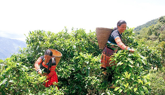 Sơn La nỗ lực bảo tồn chè Shan tuyết cổ thụ