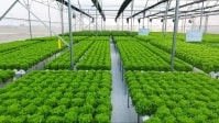 Nhiều rào cản khiến doanh nghiệp nông nghiệp công nghệ cao khó phát triển