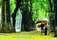 THƯ GIÃN CUỐI TUẦN: Những mùa hoa sau đuôi xe người kẻ chợ