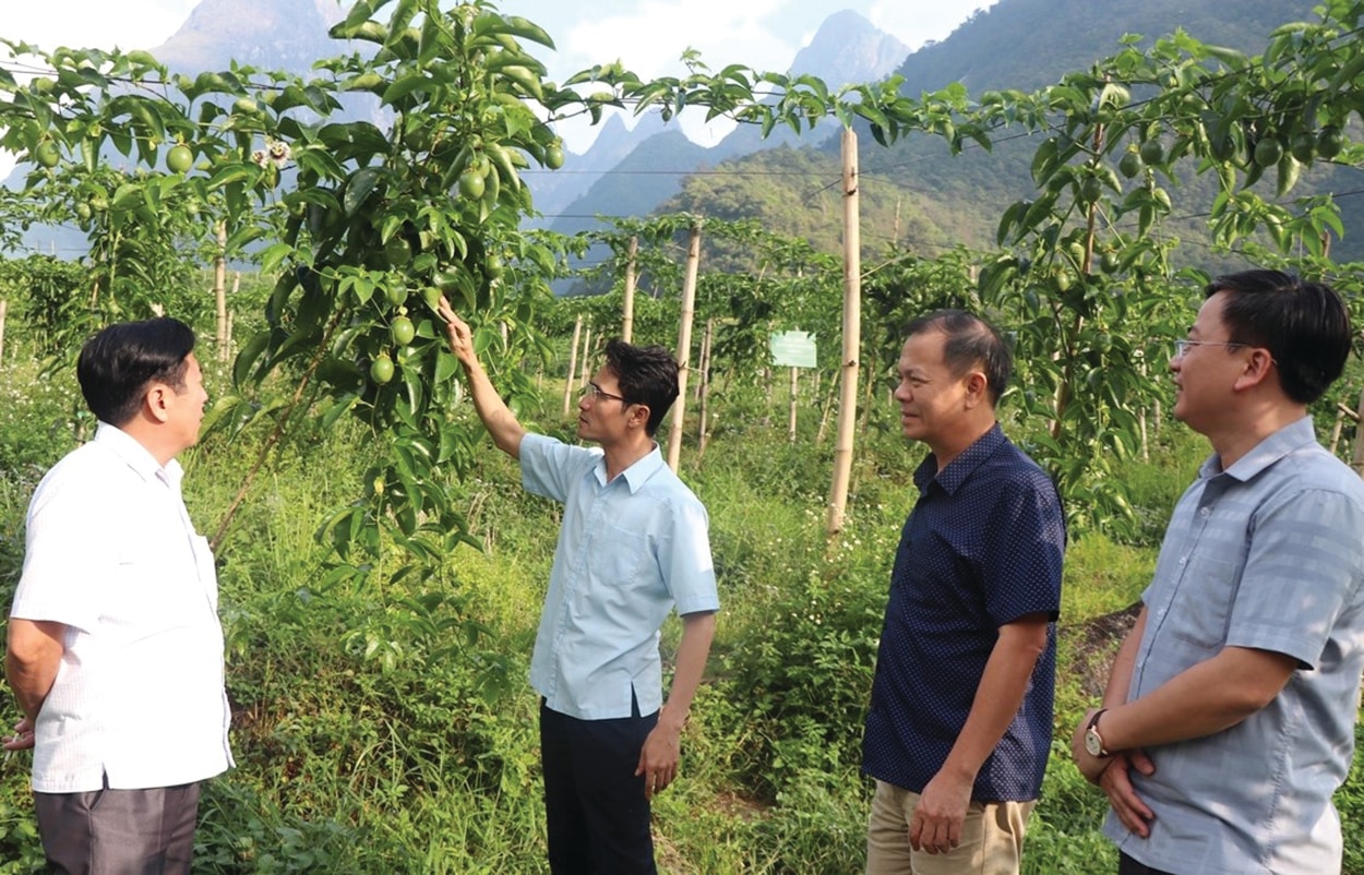  Phó Chủ tịch UBND tỉnhLai Châu đề nghị huyện Tam Đường đẩy mạnh tuyên truyền, vận động nhân dân liên kết với doanh nghiệp trồng chanh leo để mở rộng diện tích.