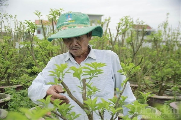 Những cây giống không đạt chuẩn sẽ được cắt tải để dành cho mùa vụ năm sau.