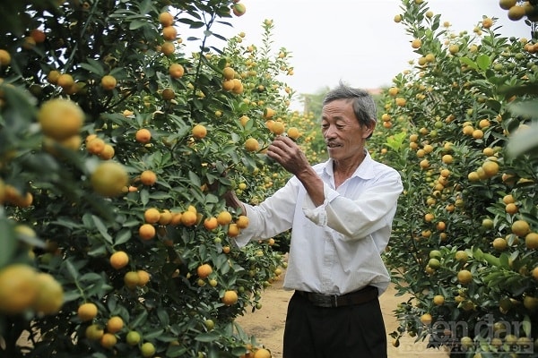 Ông Nguyễn Nhành (58 tuổi, thôn Bàu Ốc, xã Cẩm Hà, TP. Hội An, tỉnh Quảng Nam) phấn khởi khoe, năm nay ông trồng 200 cây quất và thương lái đã đặt cọc mua hết.