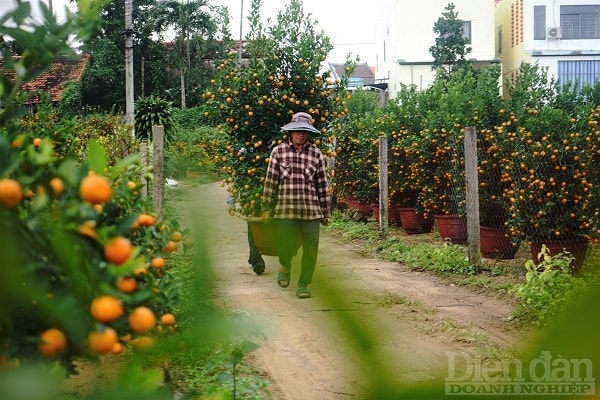 Trong những ngày này, người dân sẽ vận chuyển quất đến vị trí thuận lợi hơn để thương lái chở đi.