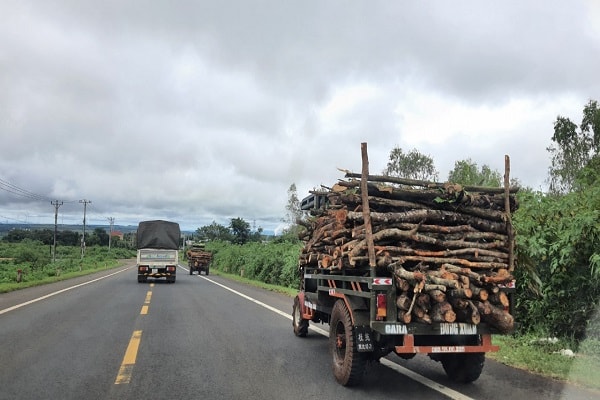 Gỗ vườn phụ thuộc vào sự trung thực của doanh nghiệp khi làm lý lịch gỗ.