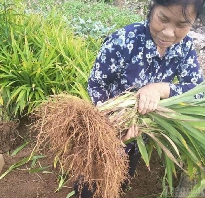 Nguyên liệu để làm ra nhang bài chùa Keo là các nguyên liệu có sẵn trong tự nhiên, khá gần gũi với người dân, như cây trám, rễ cây bài, củ cây bài...