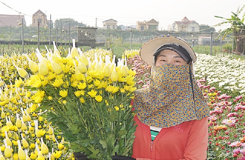 Chỉ còn hơn 10 ngày à đến Tết Nguyên đán Quý Mão 2023. Nông dân các vùng trồng hoa, cây cảnh trong tỉnh đang tất bật, tập trung chăm sóc, bảo vệ, chuẩn bị cho vụ hoa quan trọng trong năm.