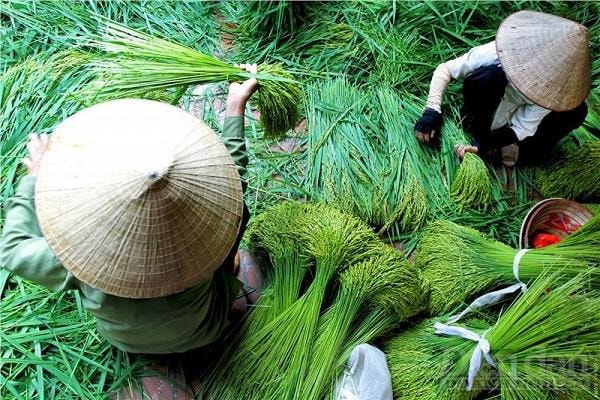 Để có được một mẻ cốm đòi hỏi nhiều công sức và sự khéo léo của đôi bàn tay lao động