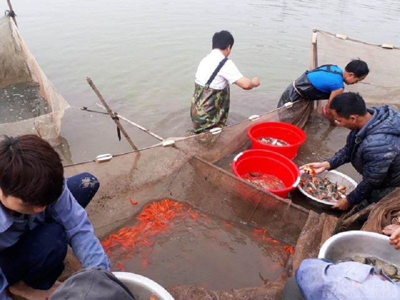 Dưới ao tất bật kéo những mẻ cá cho thương lái đến mua