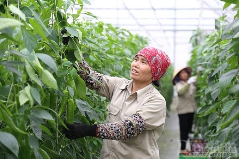 Sản xuất nông nghiệp công nghệ cao đang được TP Hải Phòng triển khai tại nhiều địa phương