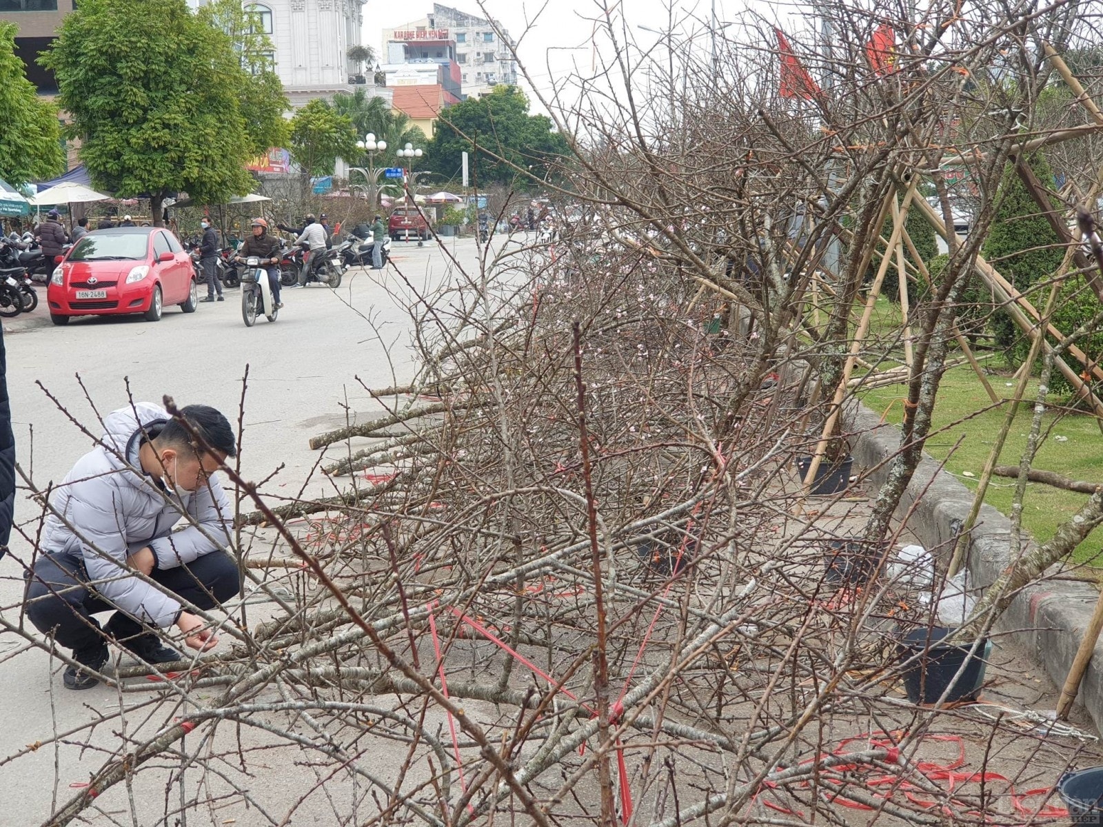 Chia sẻ với Phóng viên Diễn đàn Doanh nghiệp anh nguyễn Văn Tú, tiểu thương bán đào, quất cho biết, tôi bày bán từ hôm 18 mà so số lượng bán mới được 30 phần trăm, khách tới mua ít lắm, chỉ còn vài ngày nữa không biết thế nào. Trong khi đó, giá chúng em mua tại Đồng Dụ đắt hơn mọi năm nhưng nếu không bán hết chúng em lại phải cắt đi trồng lại, lỗ to.