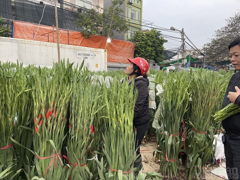 Chợ hoa thực sự nhộn nhịp vào khoảng 4 giờ sáng, hoa trồng trong làng, hoa nhập từ các nơi về bày bán khắp nơi kéo dài hàng cây số dọc phố Lũng Bắc. Hàng đêm, những chiếc ô tô tải mang biển Hà Nội, Lâm Đồng, Phú Yên chở đầy hoa tiến vào chợ.