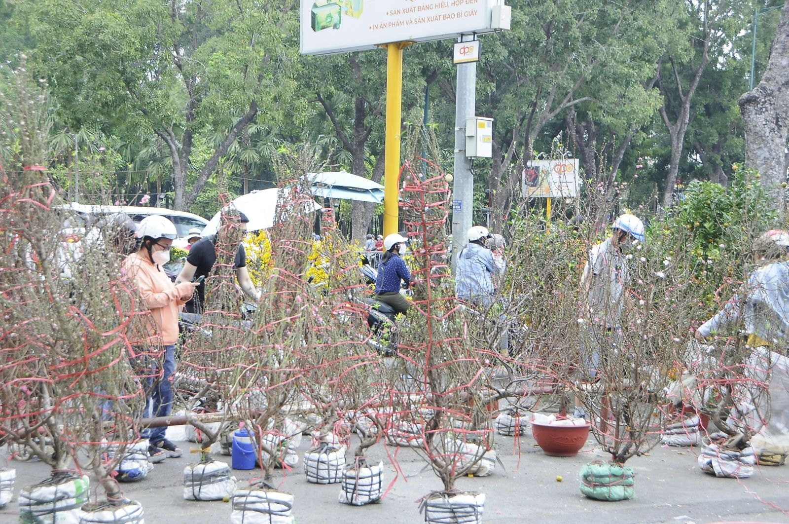 Hơn 100 gốc Đào của chị Hương cũng chứ thể bán hết.