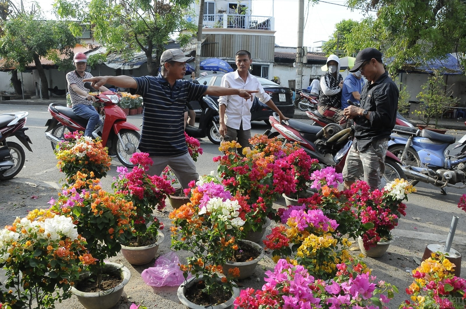 Tiểu thương này liên tục dao giảm giá hoa giấy còn 50 nghìn/chậu.