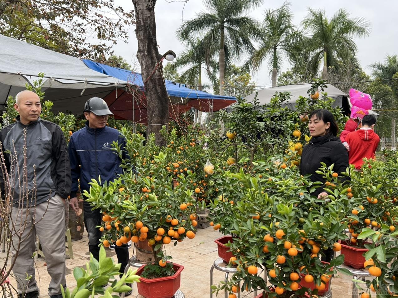 Gian hàng bán bưởi, quất tại chợ hoa xuân được nhiều người quan tâm