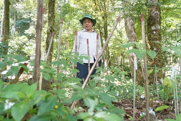 Ông Trần Duy Dũng, Chủ tịch UBND huyện Nam Trà My kiểm tra khu vực trồng cây Sâm Ngọc Linh.