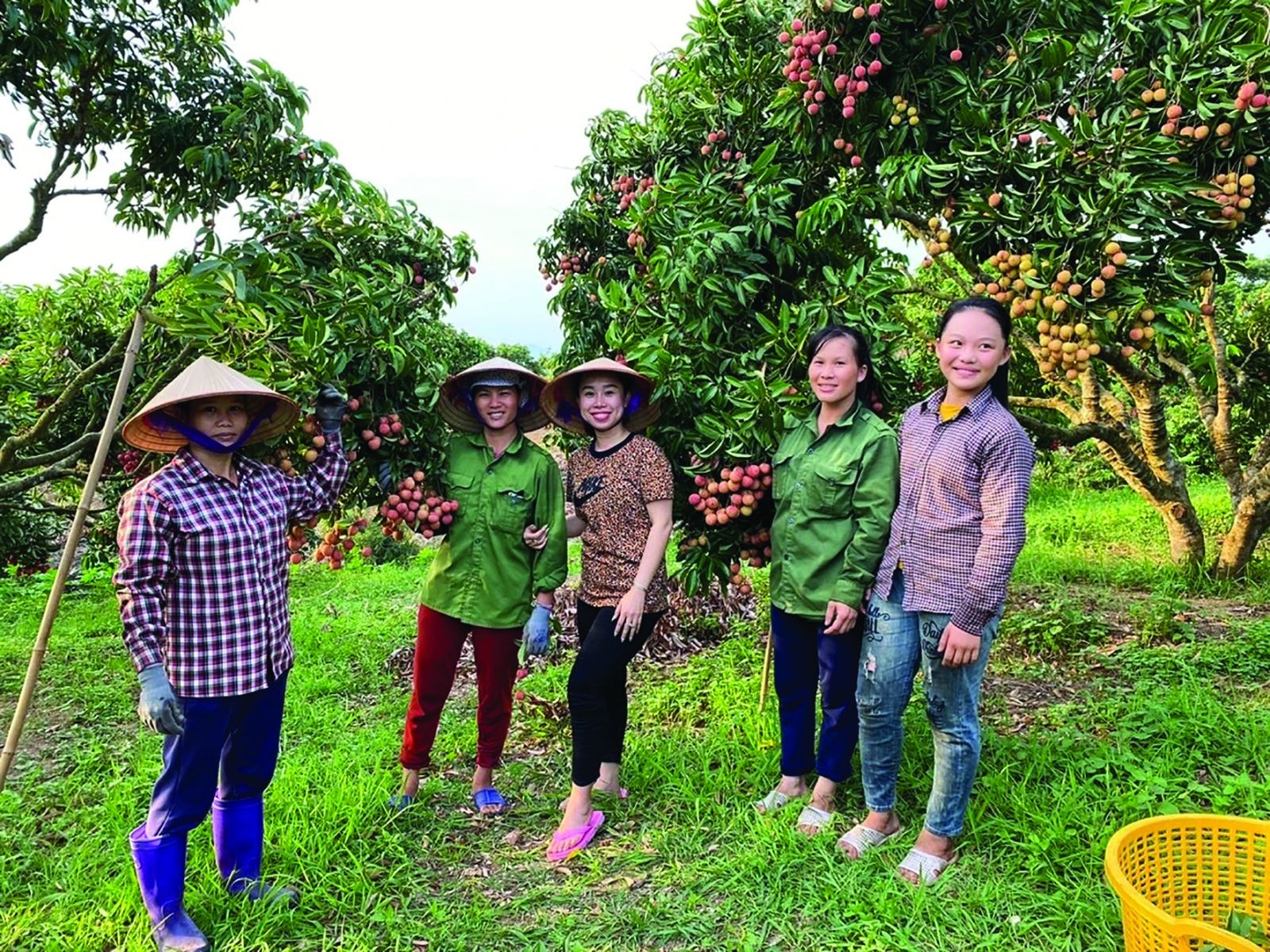 Công ty CP tập đoàn xuất nhập khẩu trái cây Chánh Thu bắt tay với nông dân Bắc Giang đưa vải thiều xuất ngoại