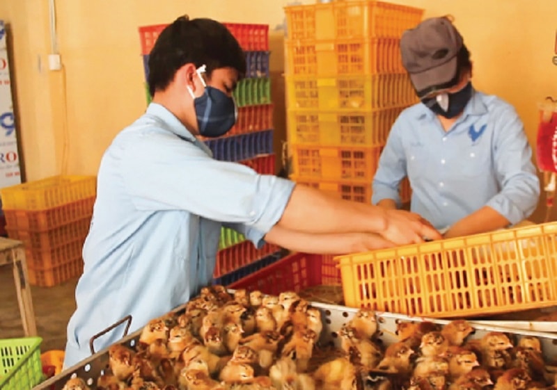 Cơ sở sản xuất gia cầm giống Thoa Tuyết, xã Thụy Việt (Thái Thụy)