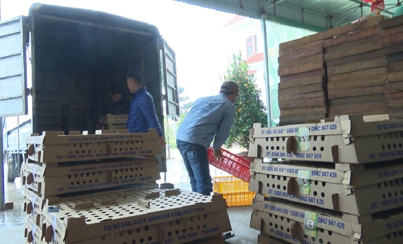 Trứng gà của cơ sở Thoa Tuyết được xuất bán ra thị trường