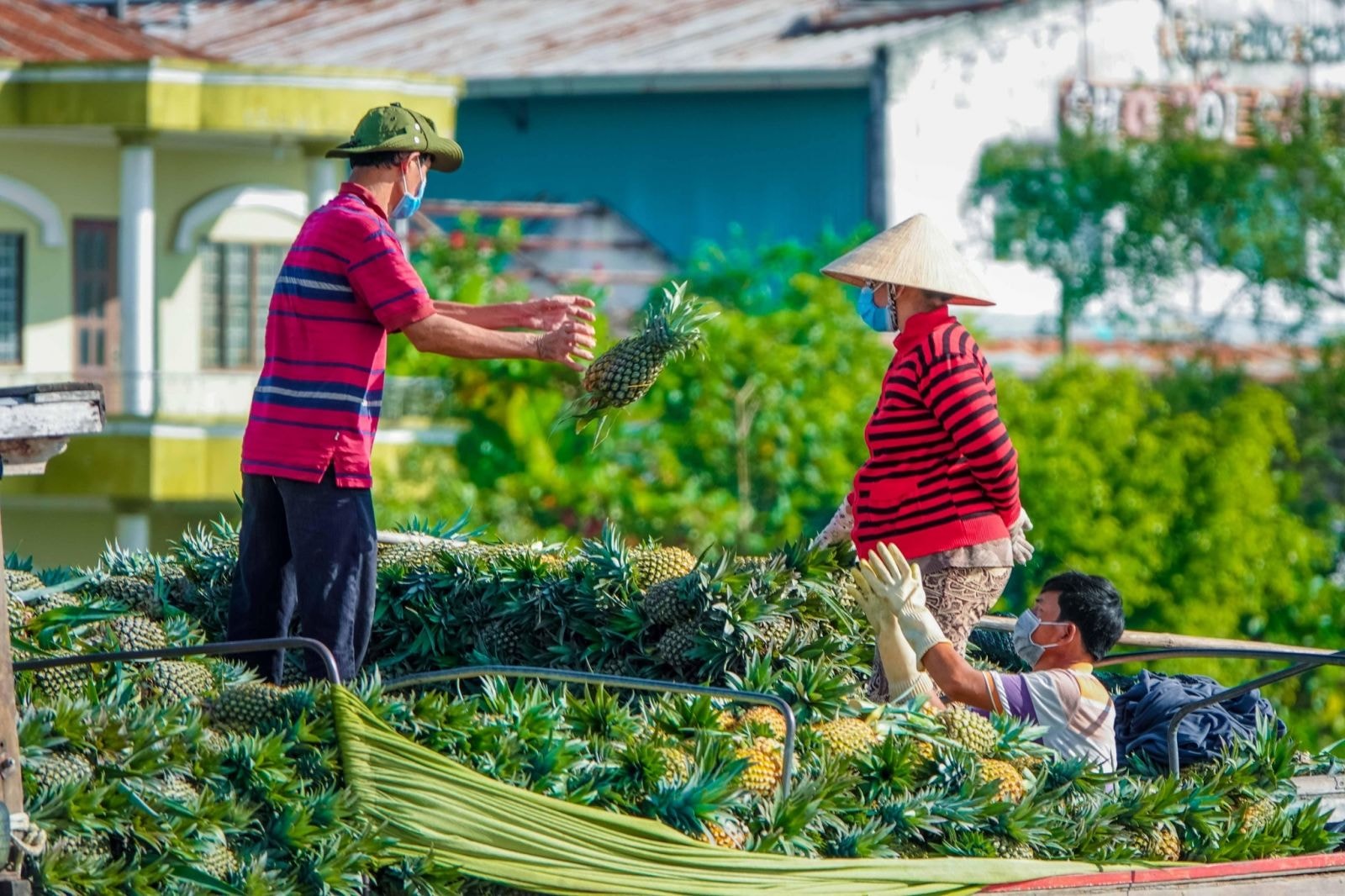 Công nghệ bảo quản mát được thiết lập tại vùng trái cây trọng điểm đồng bằng sông Cửu Long